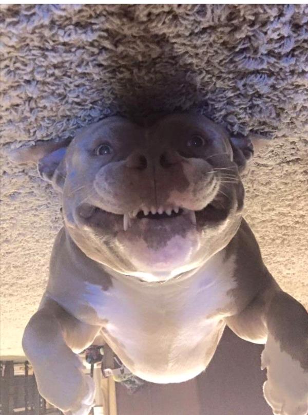/Images/uploads/Humane Society of Utah/HSUCalendar/entries/1058thumb.jpg